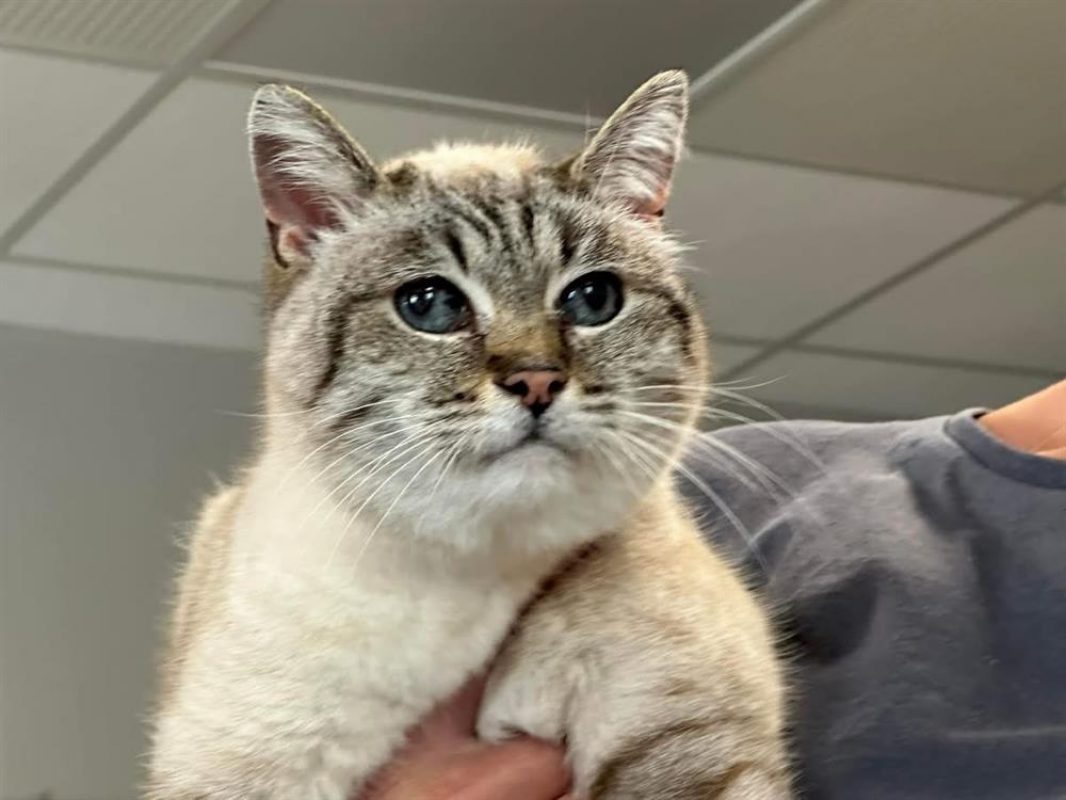 Fifille - Chat à adopter