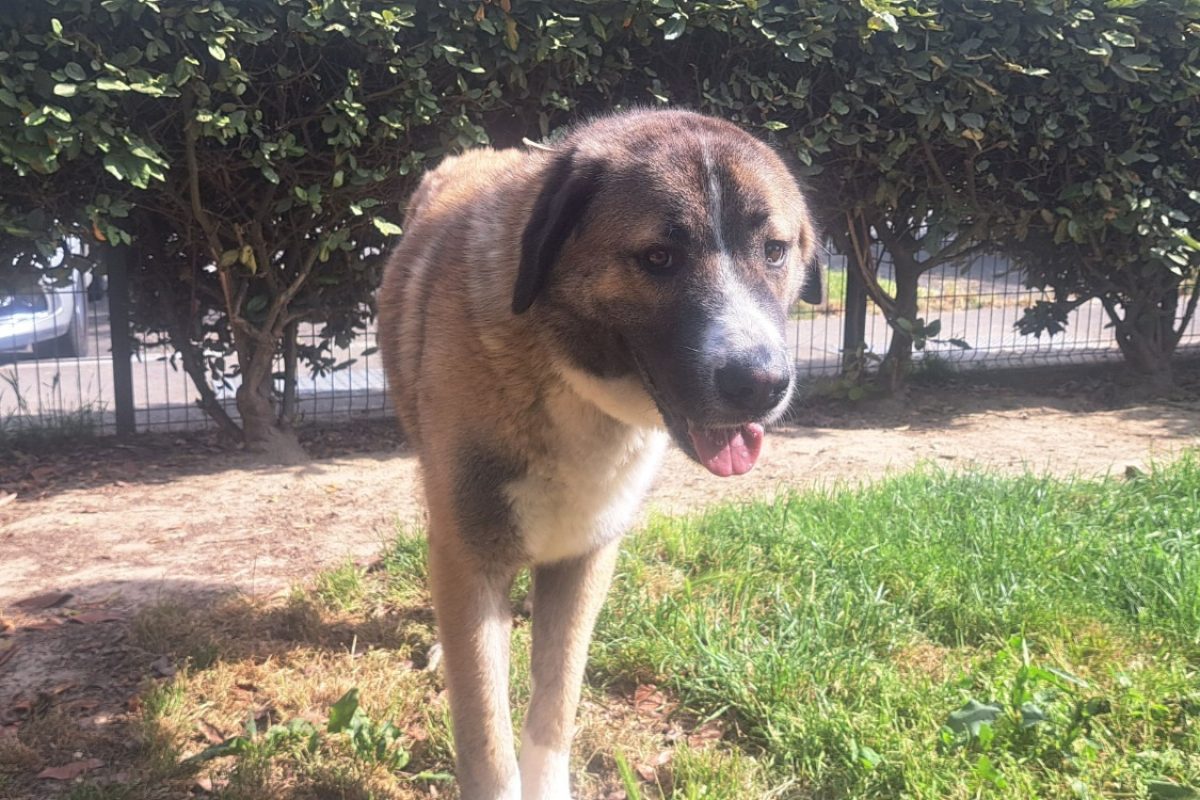 Thanos - Chien Berger d'Anatolie à adopter
