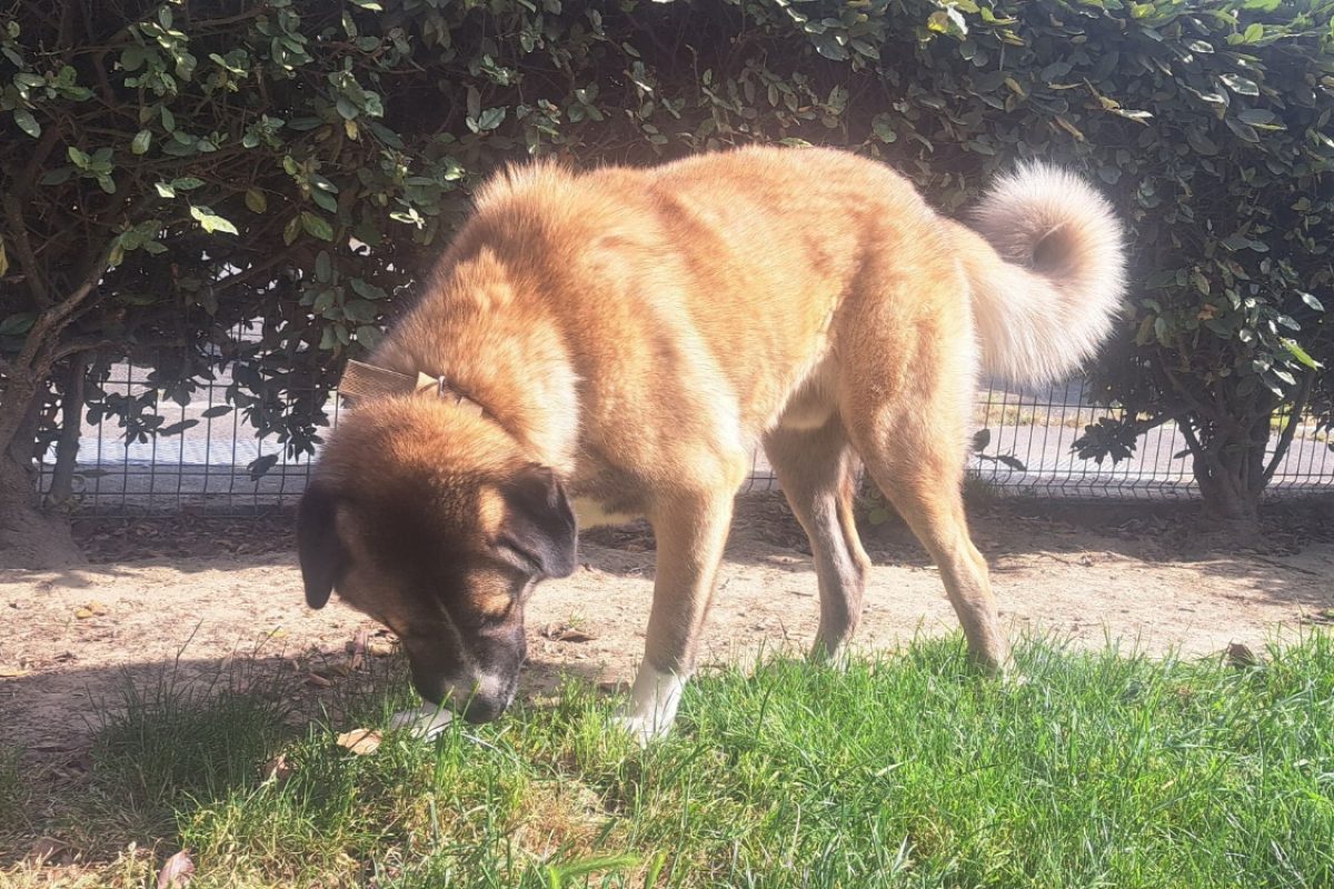 Thanos - Chien Berger d'Anatolie à adopter - photo 2