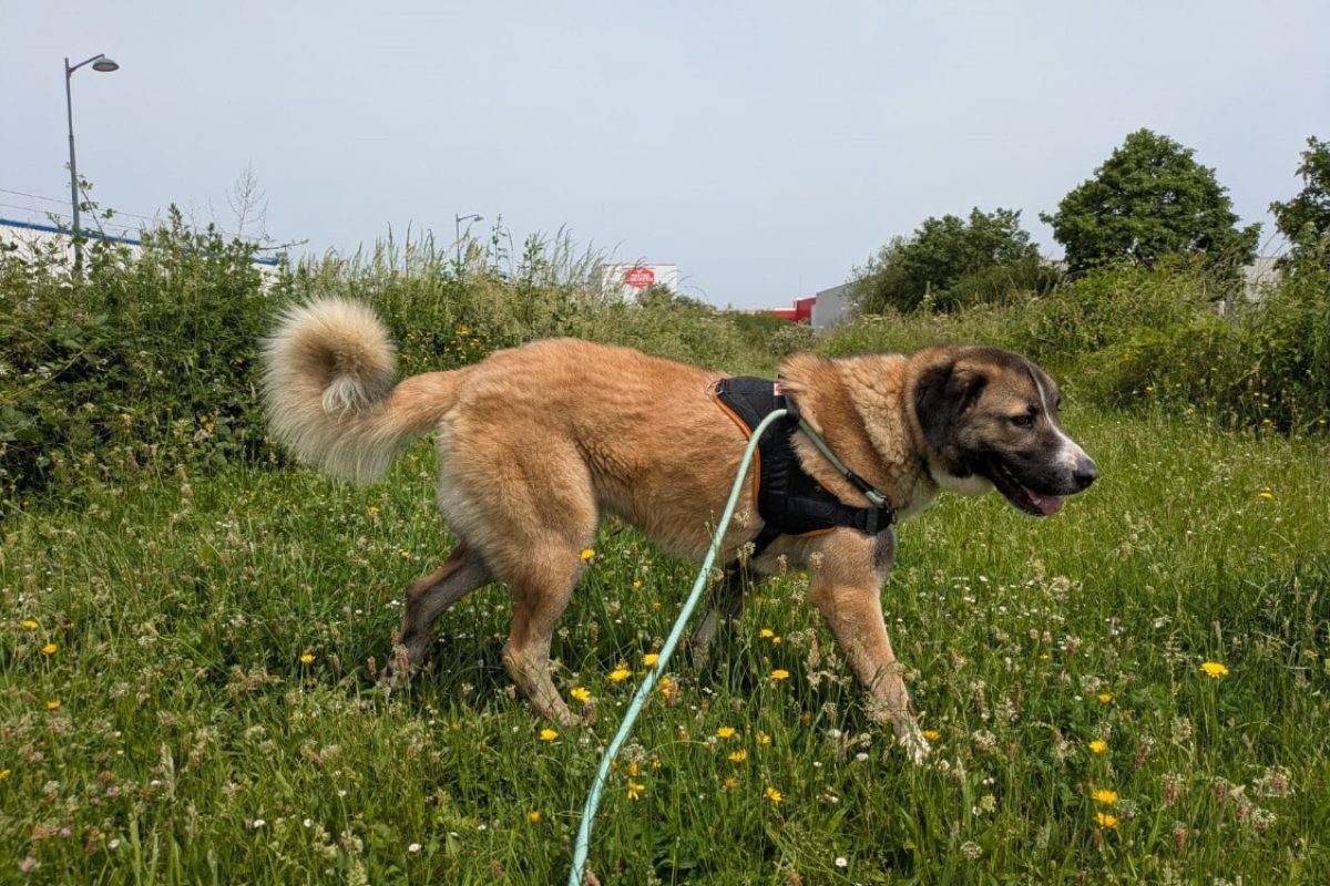 Thanos - Chien Berger d'Anatolie à adopter - photo 3