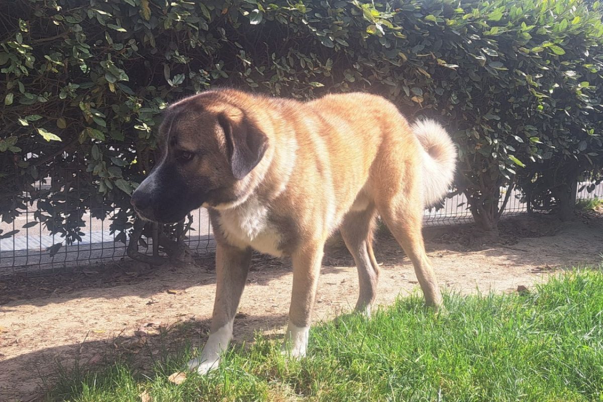 Thanos - Chien Berger d'Anatolie à adopter - photo 4