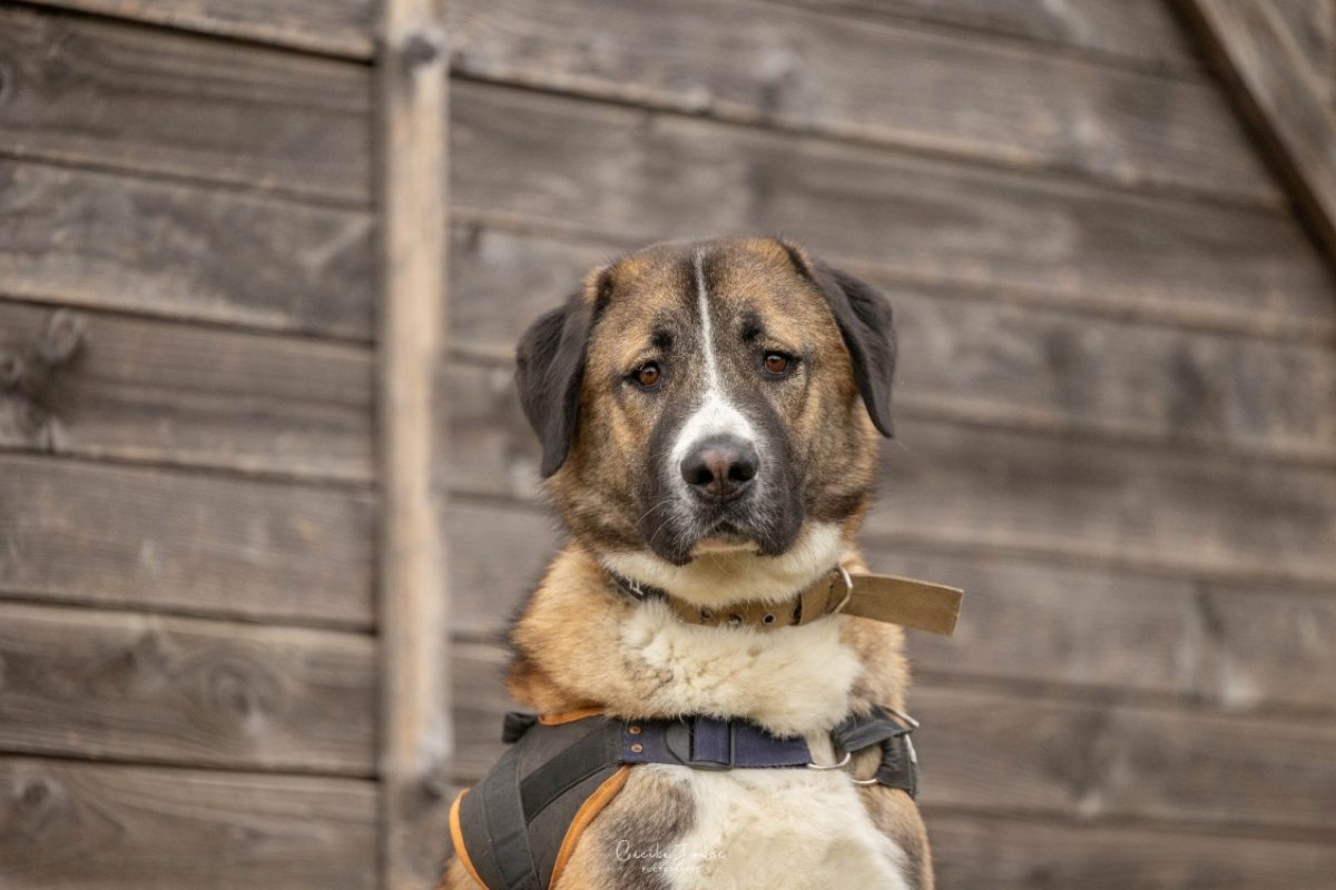 Thanos - Chien Berger d'Anatolie à adopter
