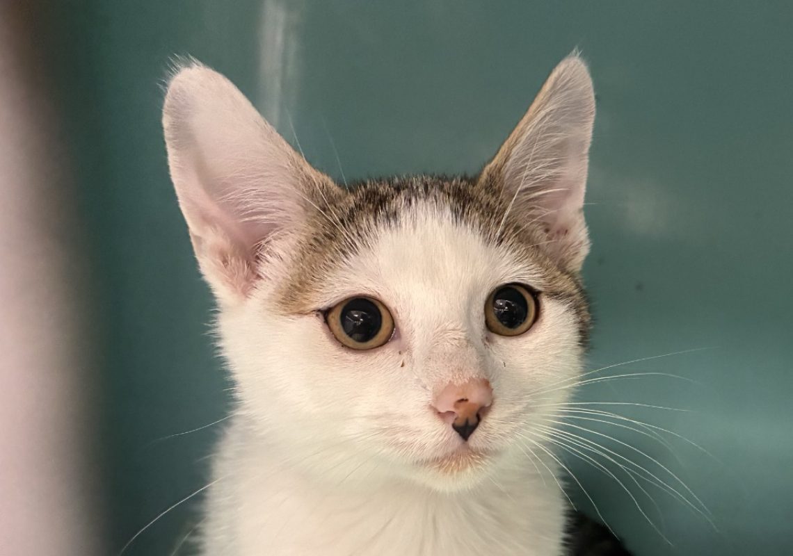 Woody - Chat Européen à adopter