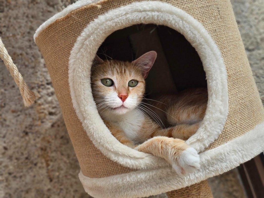 Minouche - Chat Européen à adopter