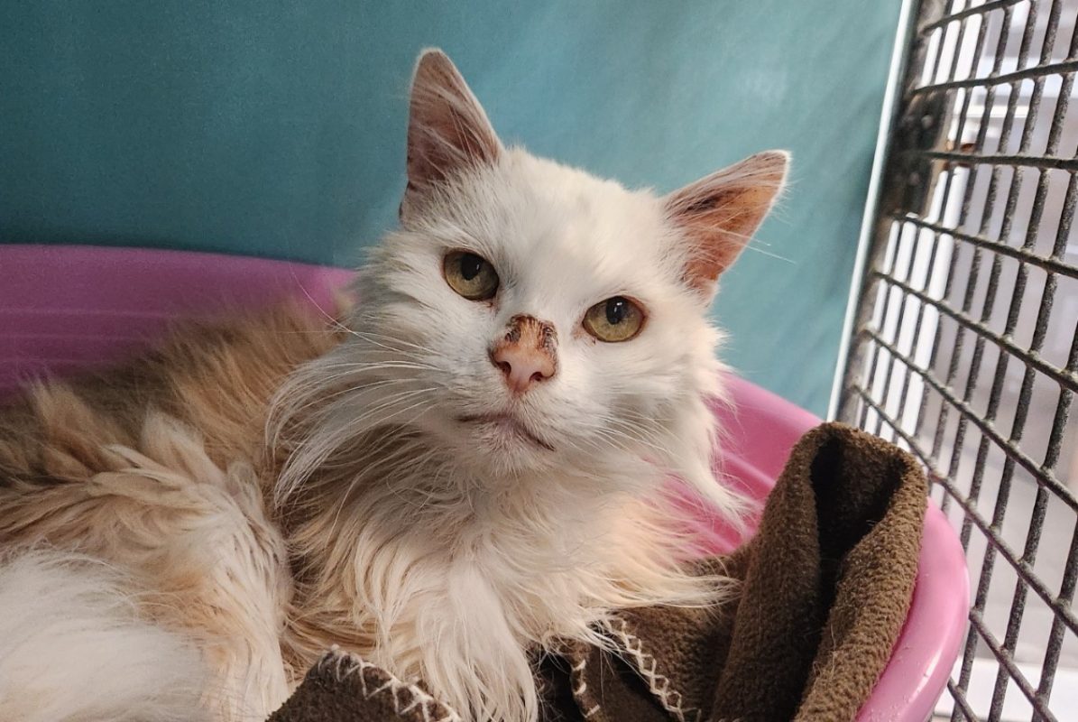 Nougat - Chat Européen à adopter