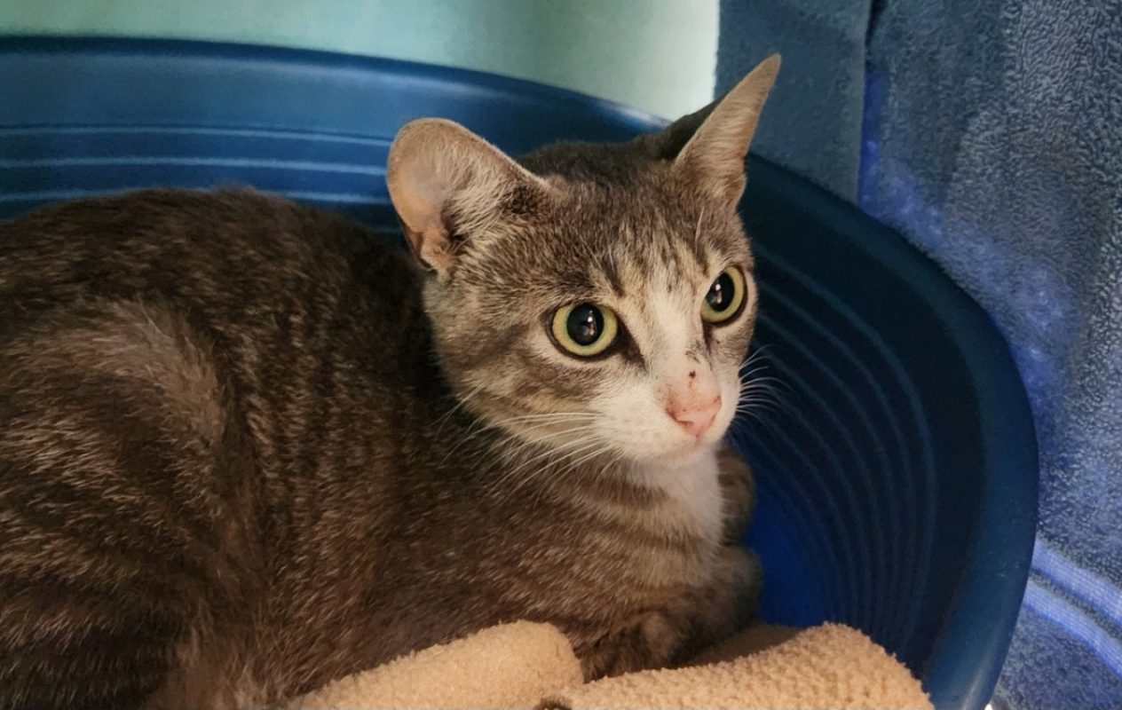 Sansa - Chat Européen à adopter