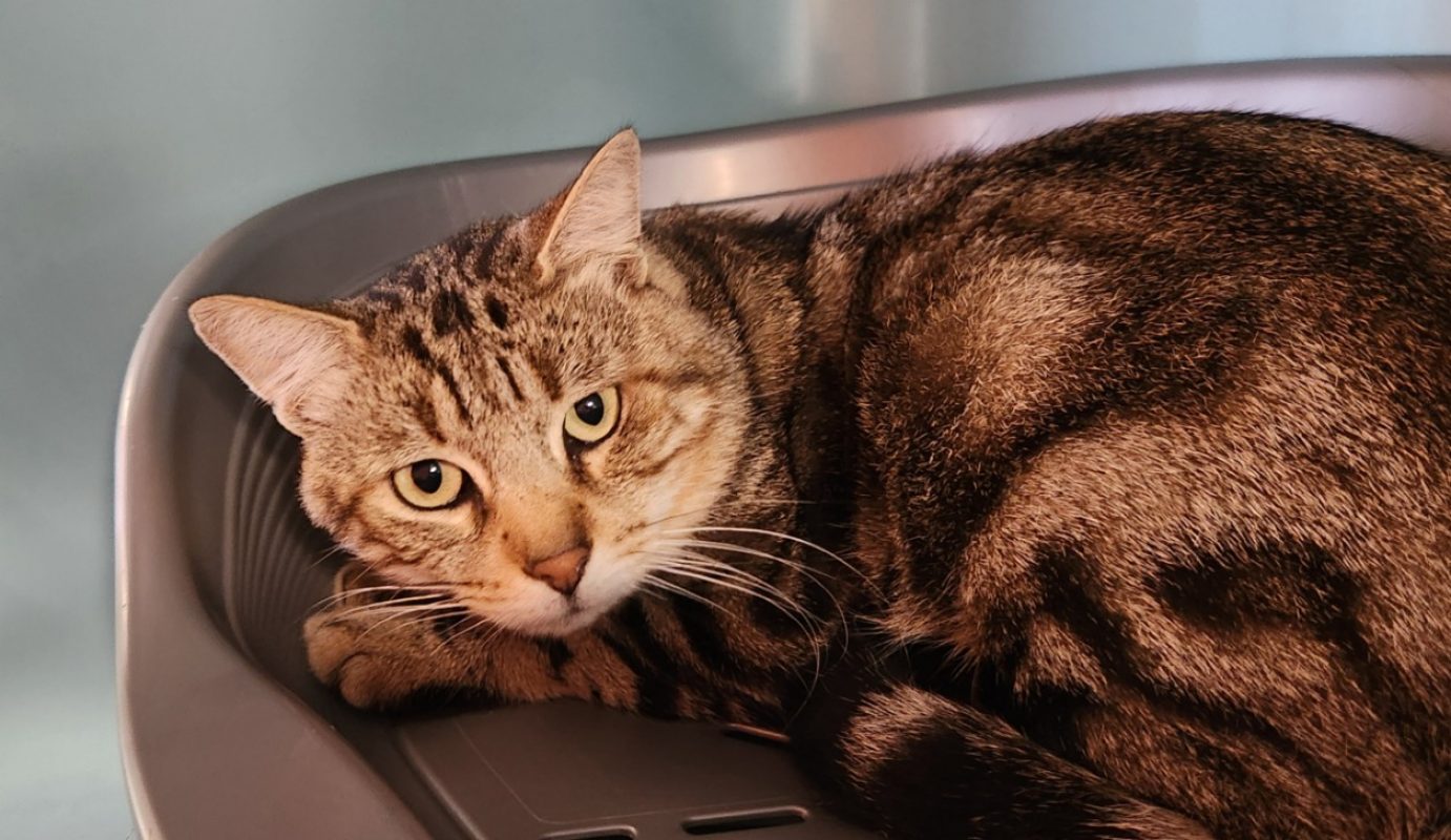 Greyjoy - Chat Européen à adopter