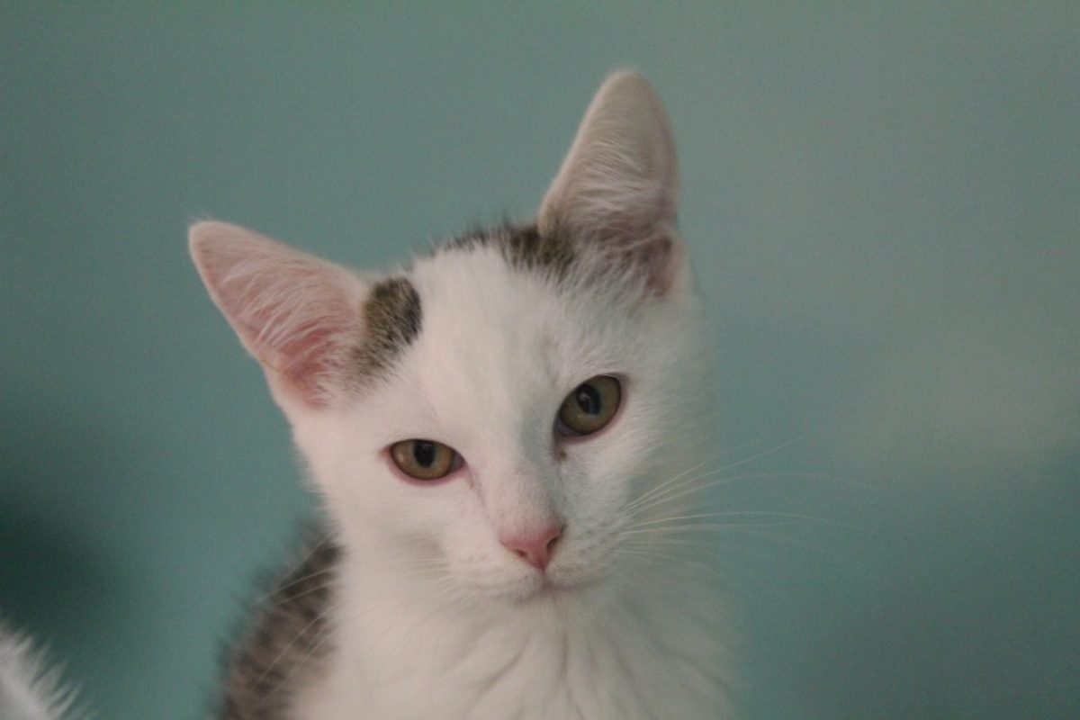 Bulo - Chat Européen à adopter
