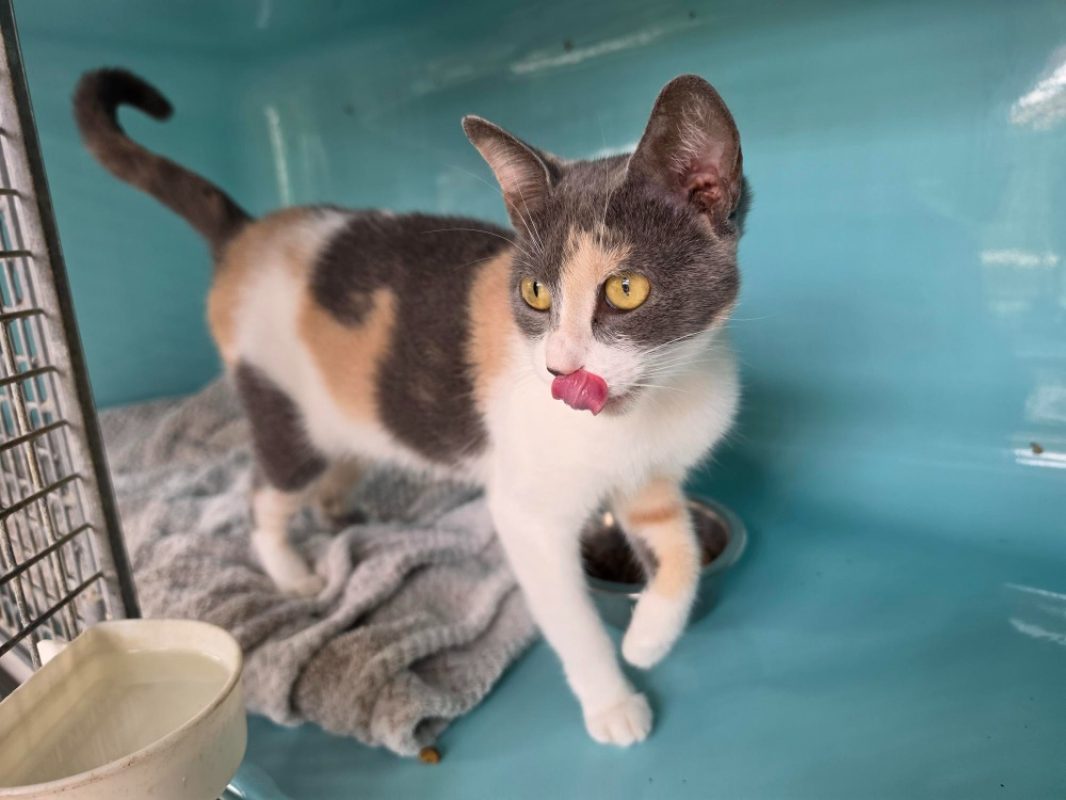 Bianca - Chat Européen à adopter