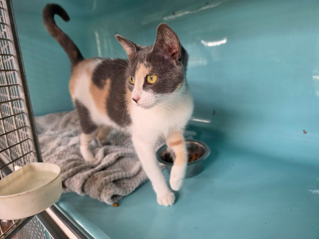 Bianca - Chat Européen à adopter - photo 2