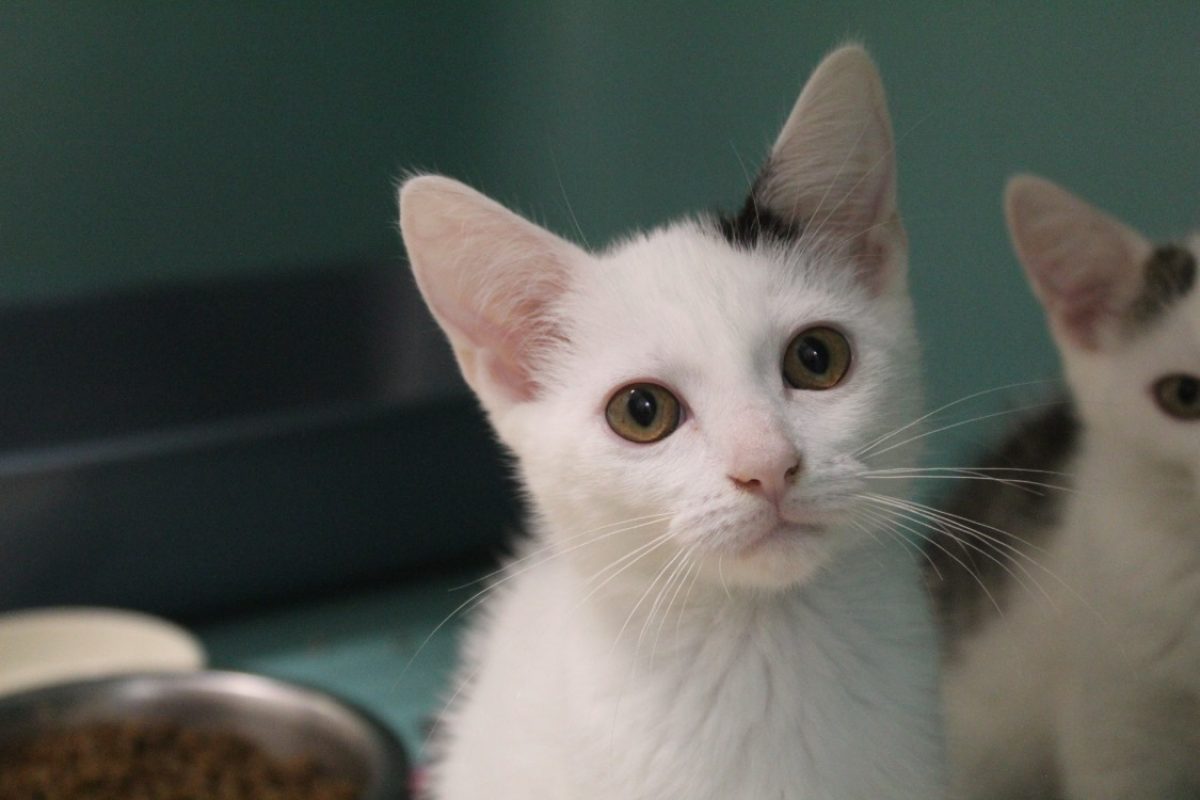 Bolu - Chat Européen à adopter