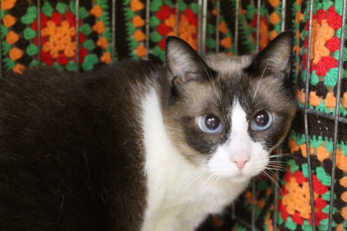 Uzia dit gypsy - Chat Européen à adopter