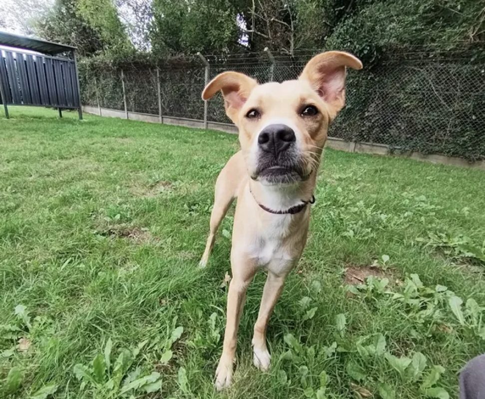 Polka - Chien à adopter - photo 2