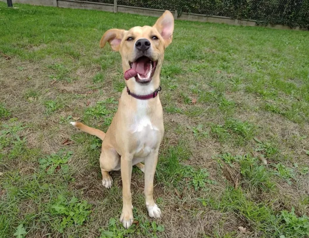 Polka - Chien à adopter - photo 3