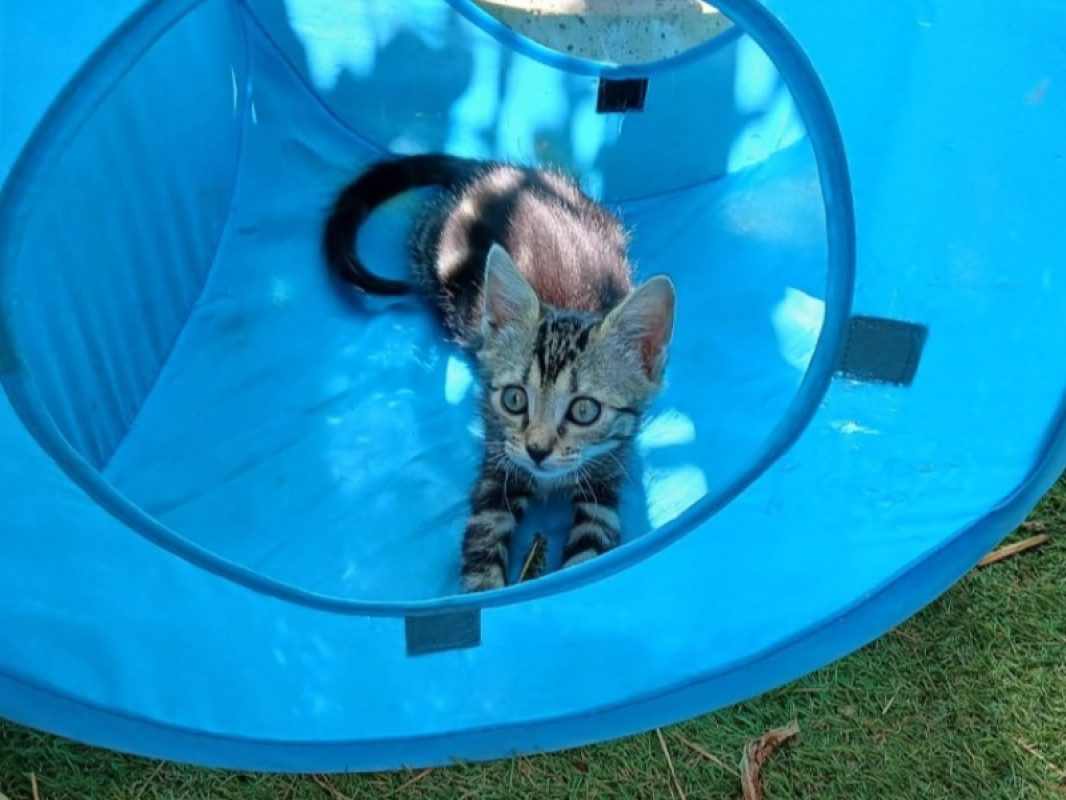 Mayo - Chat Européen à adopter