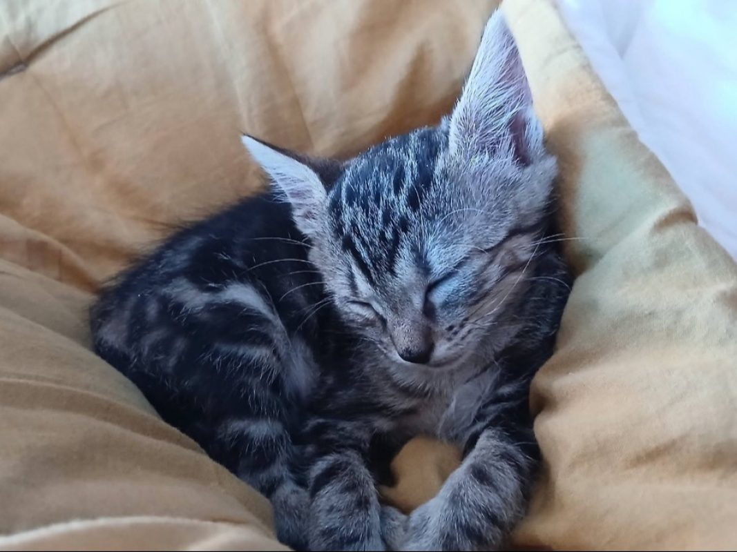 Mayo - Chat Européen à adopter - photo 2