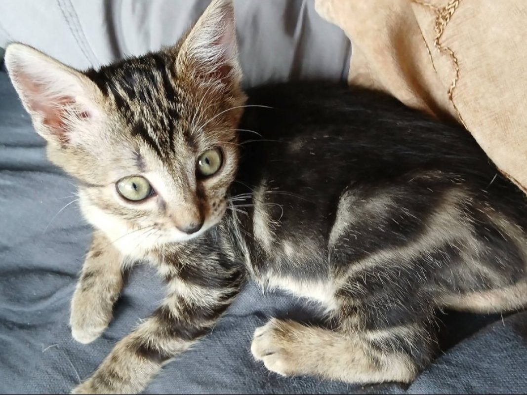 Mayo - Chat Européen à adopter - photo 4