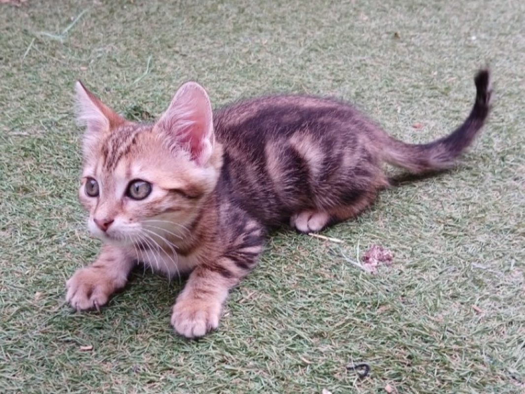 Moutarde - Chat Européen à adopter