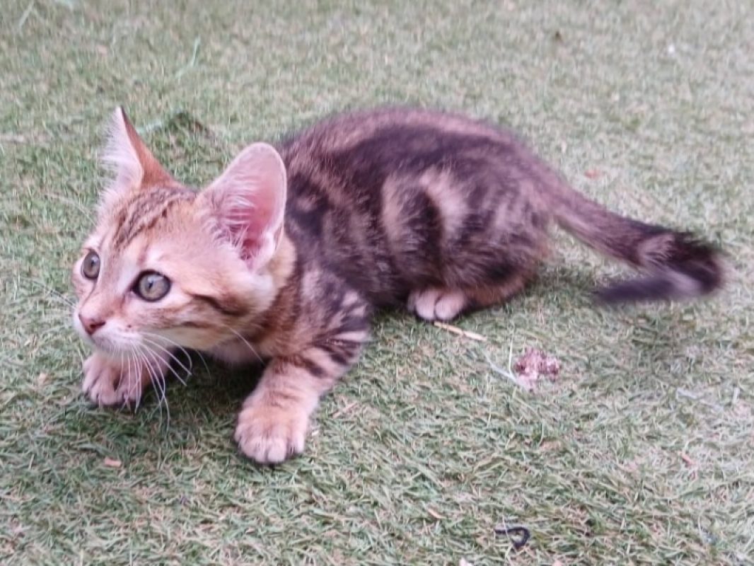 Moutarde - Chat Européen à adopter - photo 2