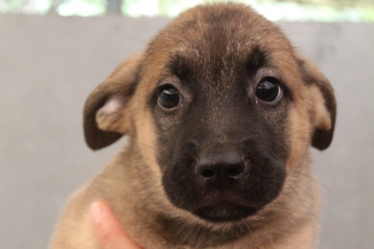 Barbidul - Chien Berger à adopter