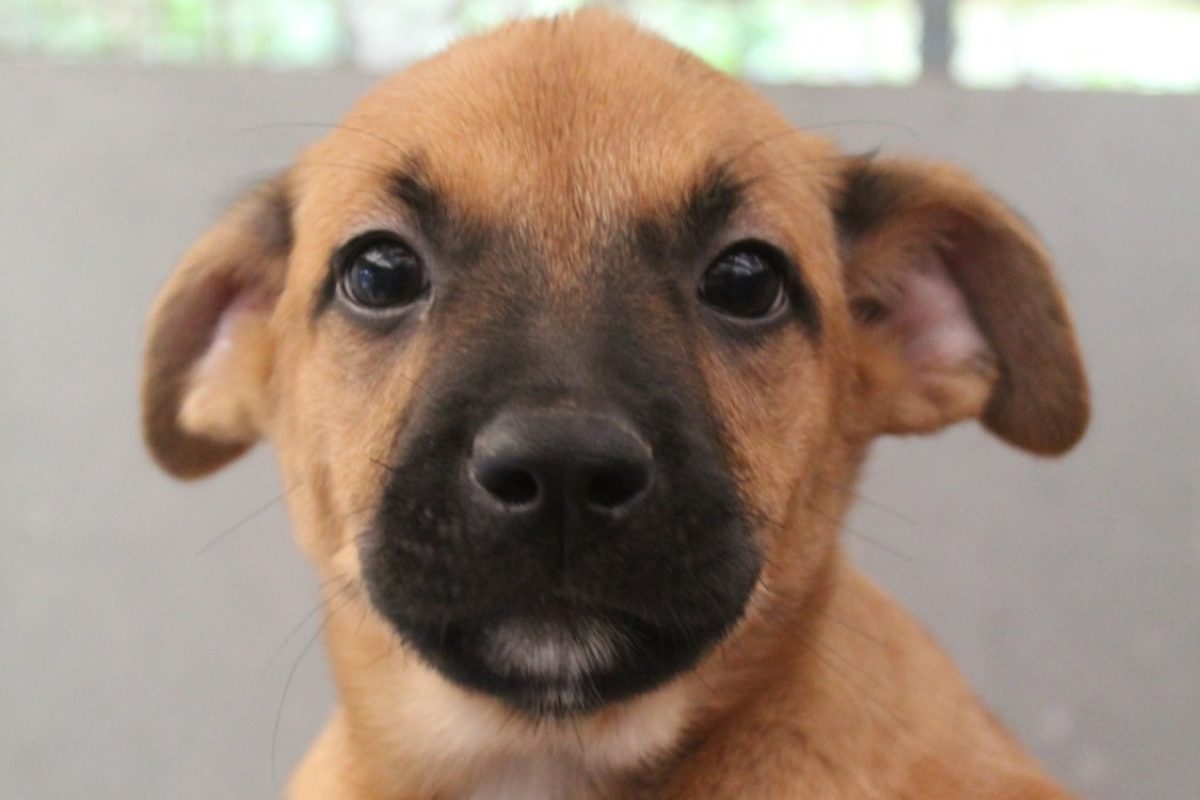 Barbamama - Chien Berger à adopter