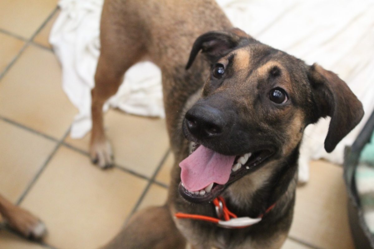 Penelope - Chien Berger à adopter