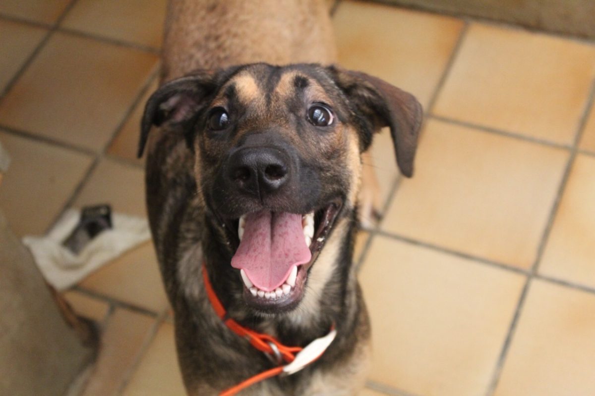 Penelope - Chien Berger à adopter - photo 2