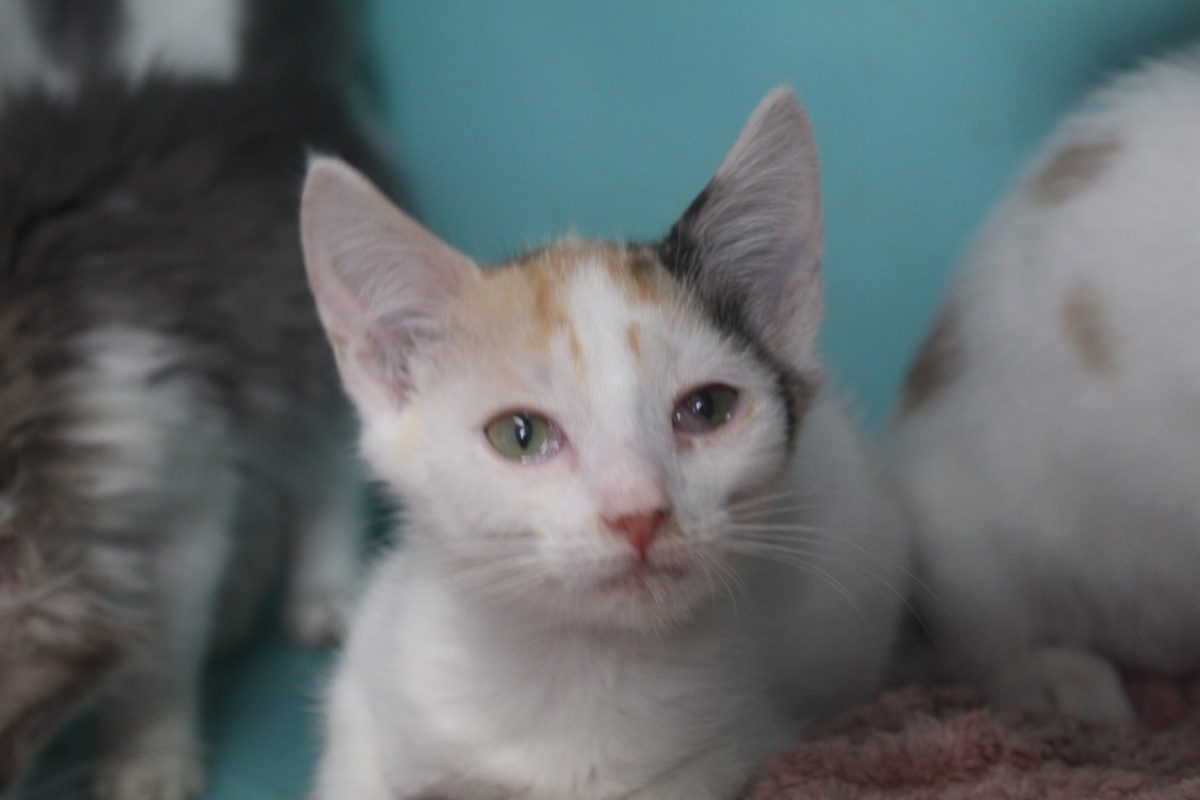 Bulle - Chat Européen à adopter