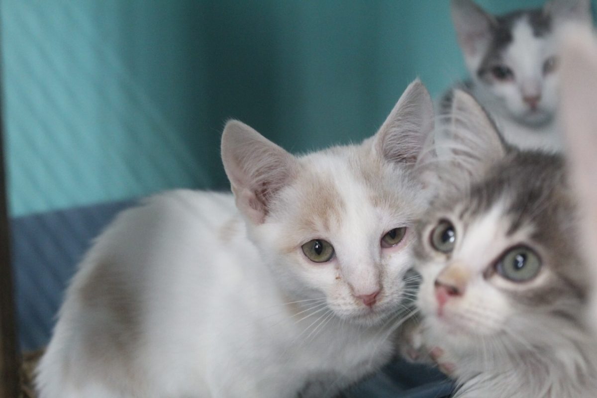Bonzai - Chat Européen à adopter