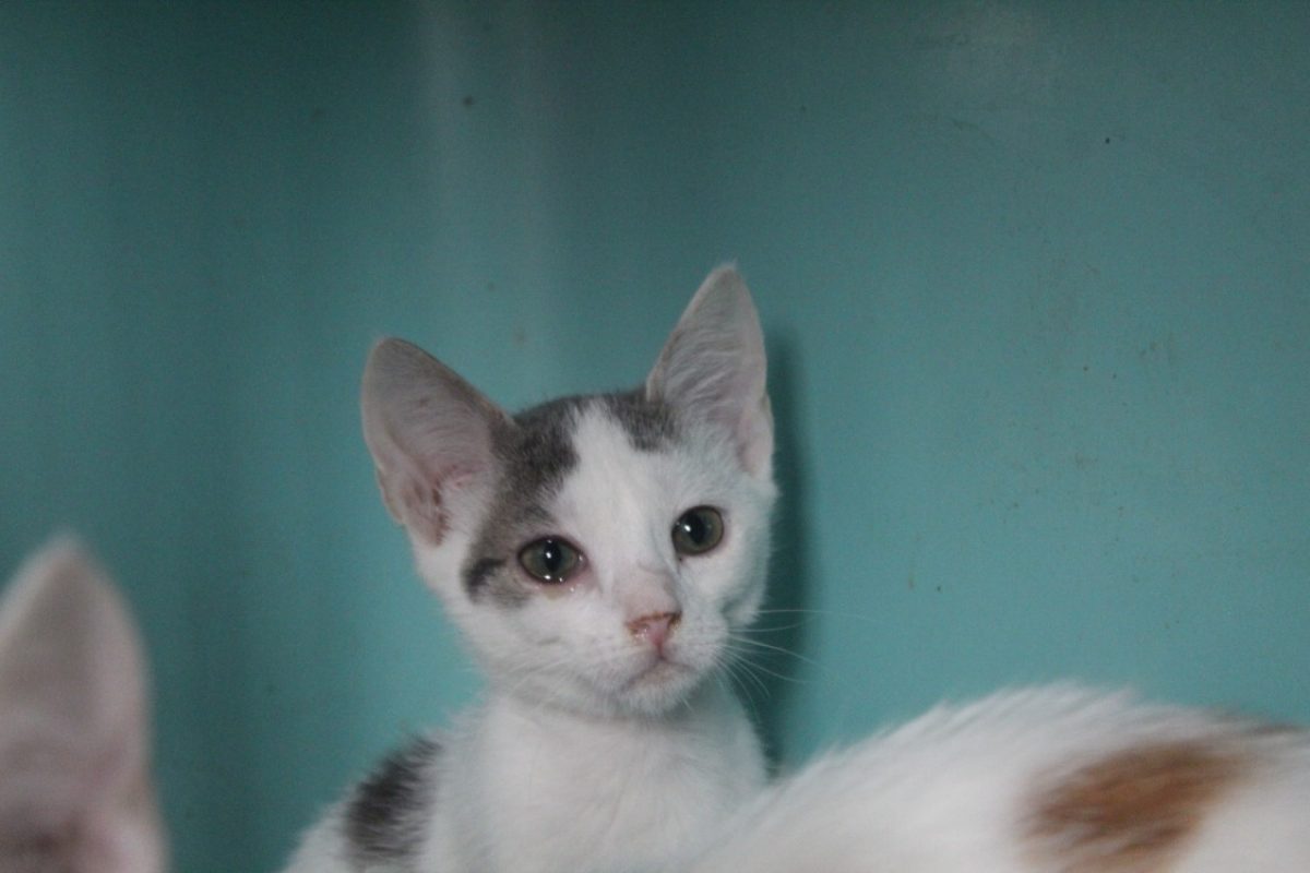 Blablou - Chat Européen à adopter