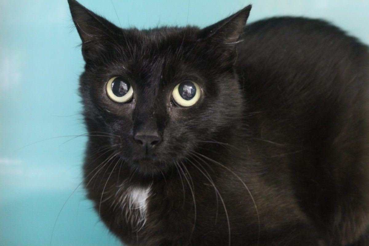 Bianca - Chat Européen à adopter