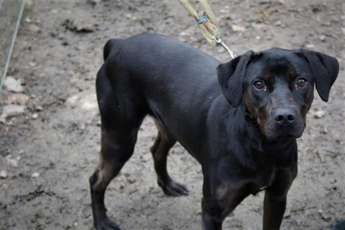 Renette - Chien à adopter