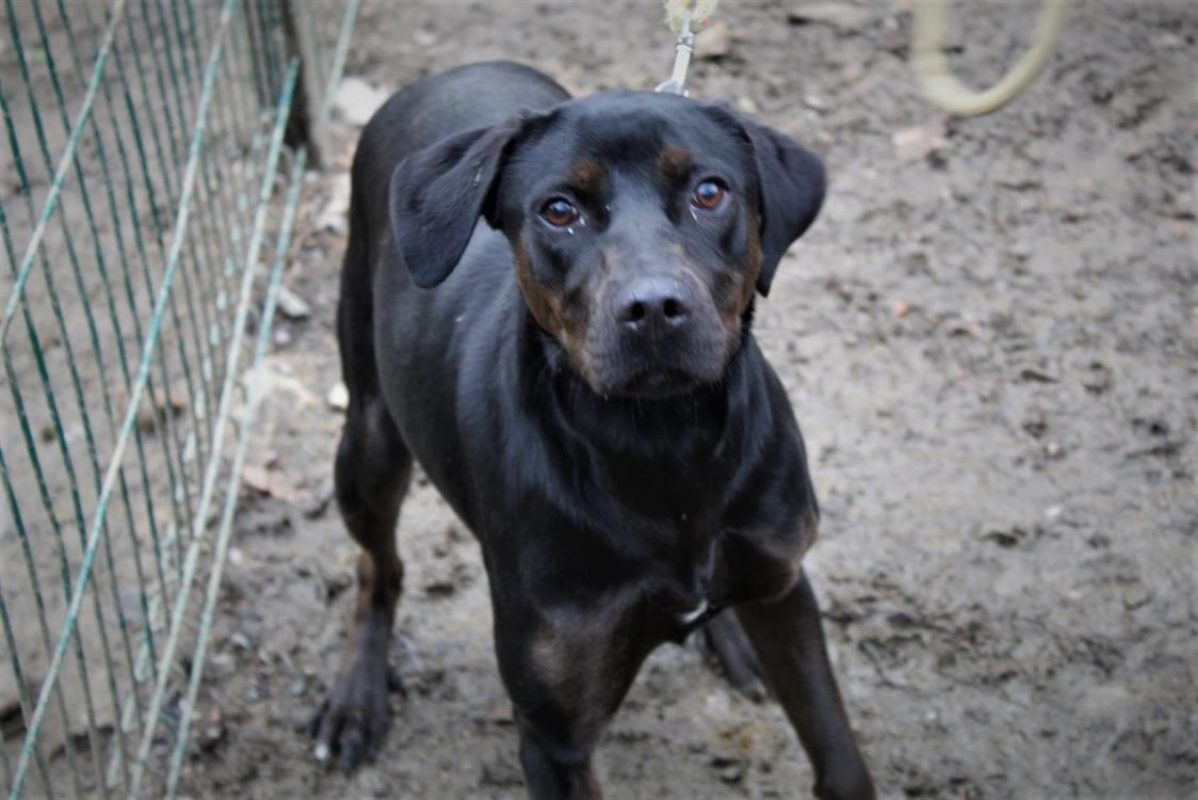 Renette - Chien à adopter - photo 2