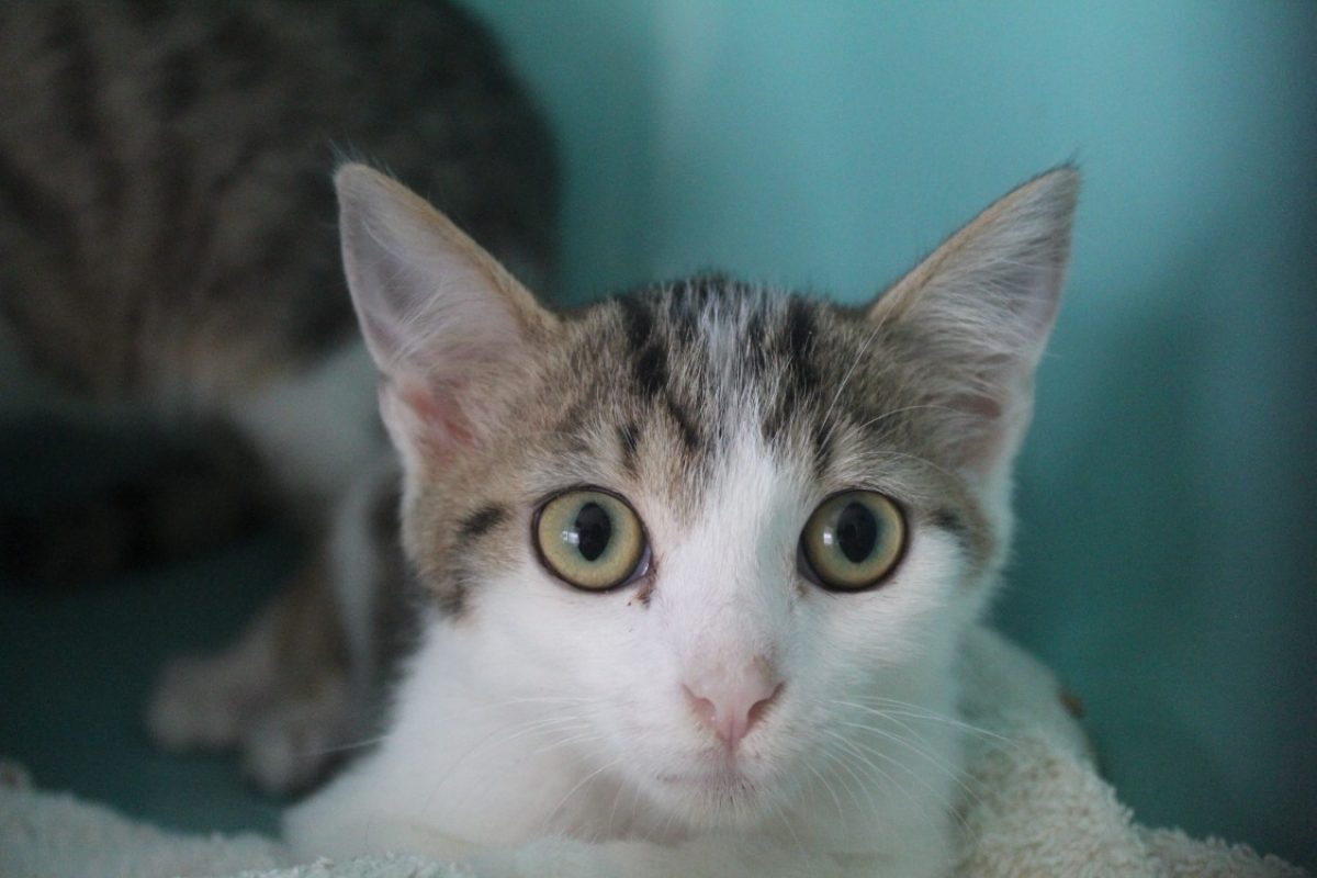 Bayou - Chat Européen à adopter