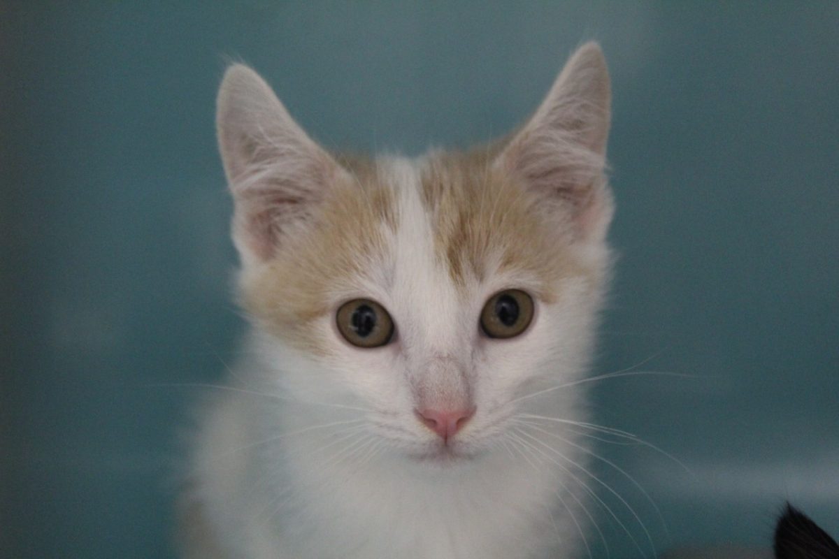 Boops - Chat Européen à adopter