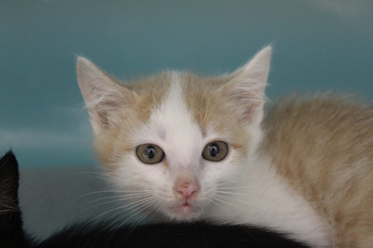 Bilou - Chat Européen à adopter