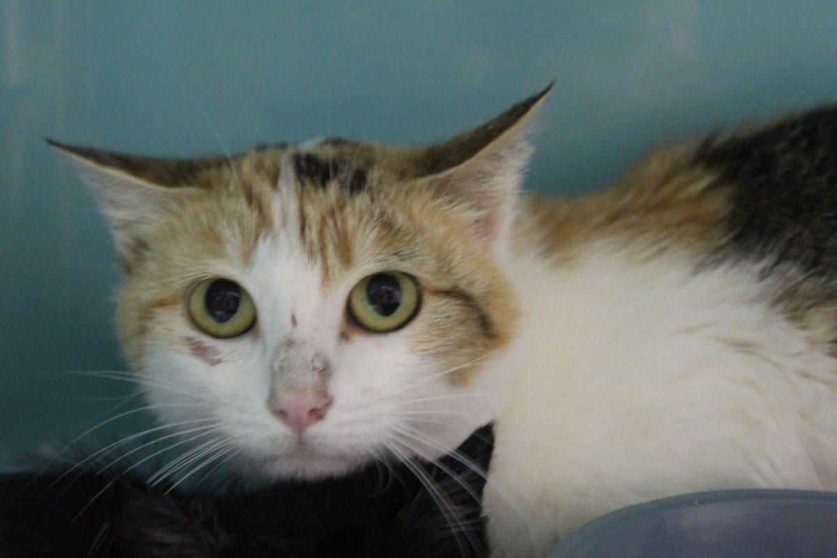 Bayaé - Chat Européen à adopter