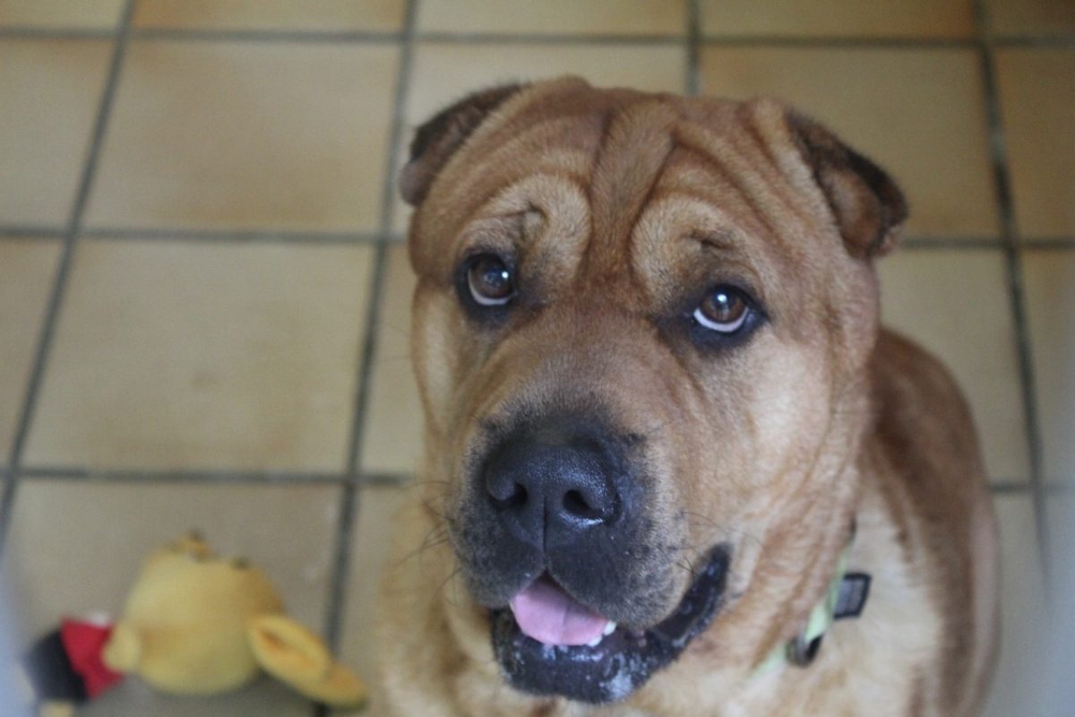 Norton - Chien à adopter