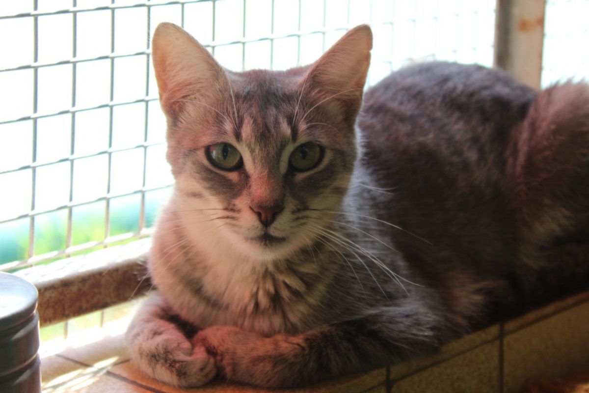 Bertille - Chat Européen à adopter