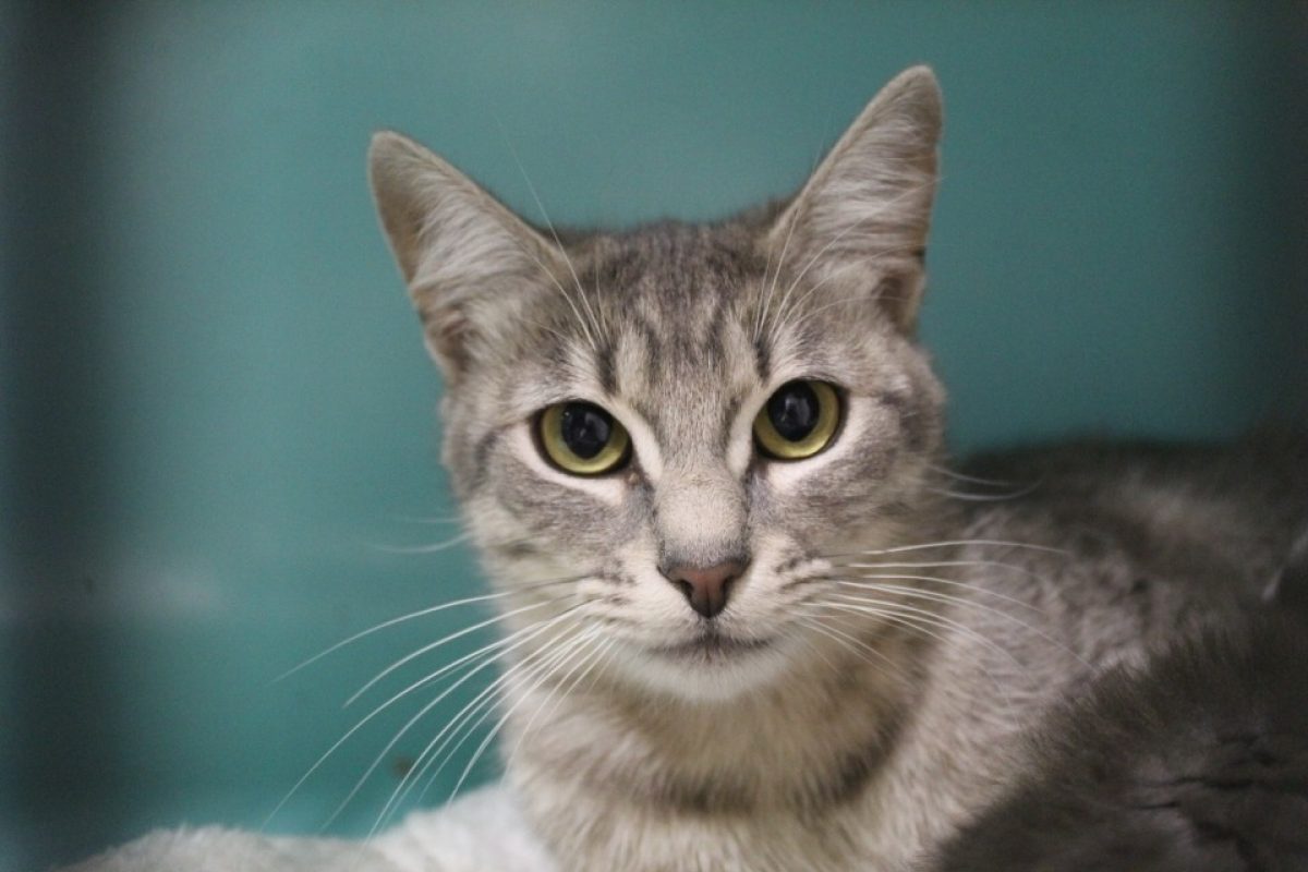 Bertille - Chat Européen à adopter - photo 2