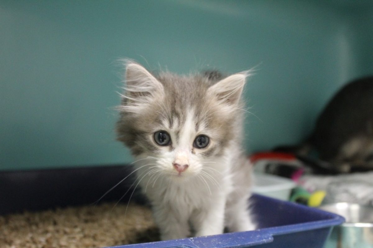 Beyza - Chat Européen à adopter