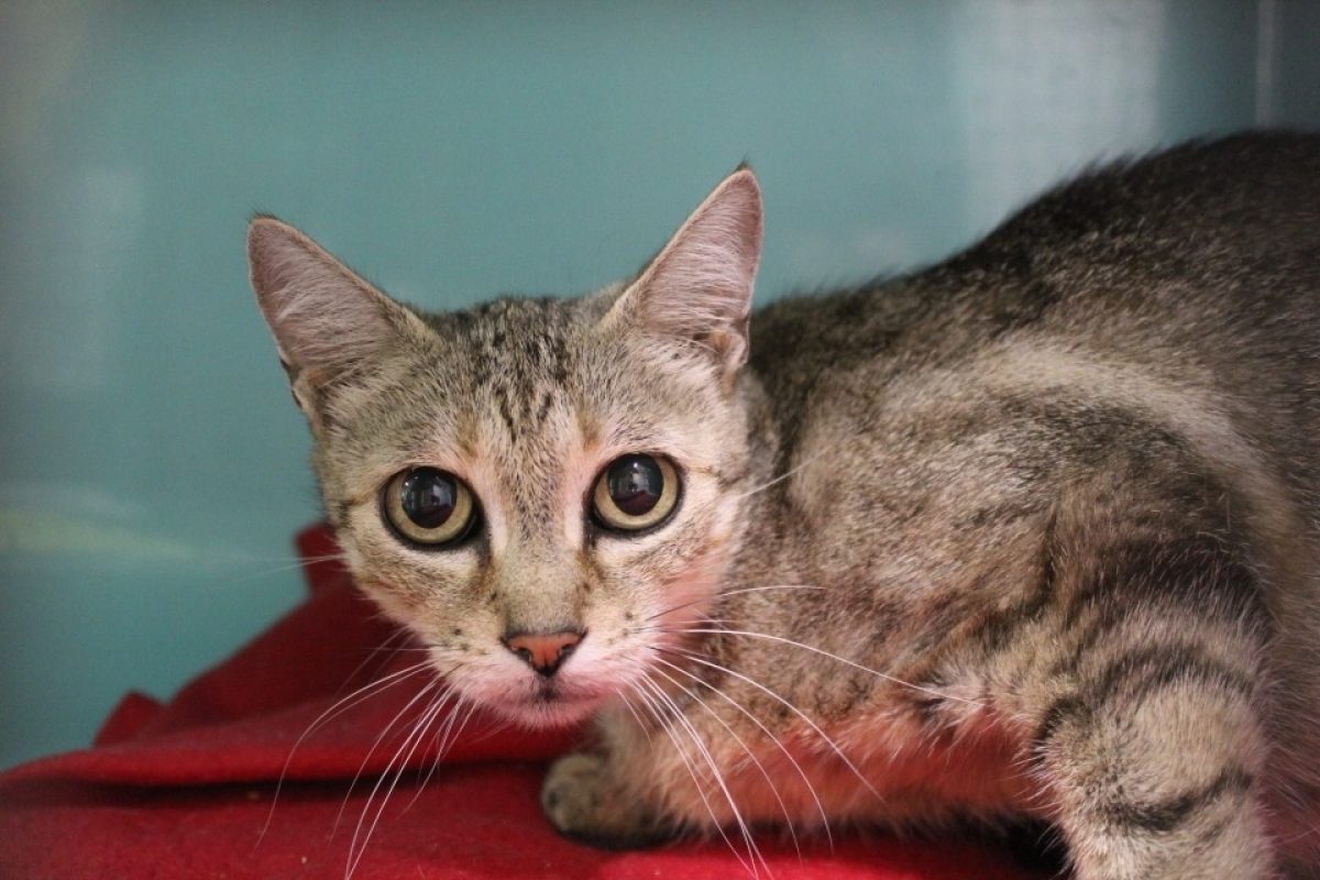 Boulette dit badette - Chat Européen à adopter
