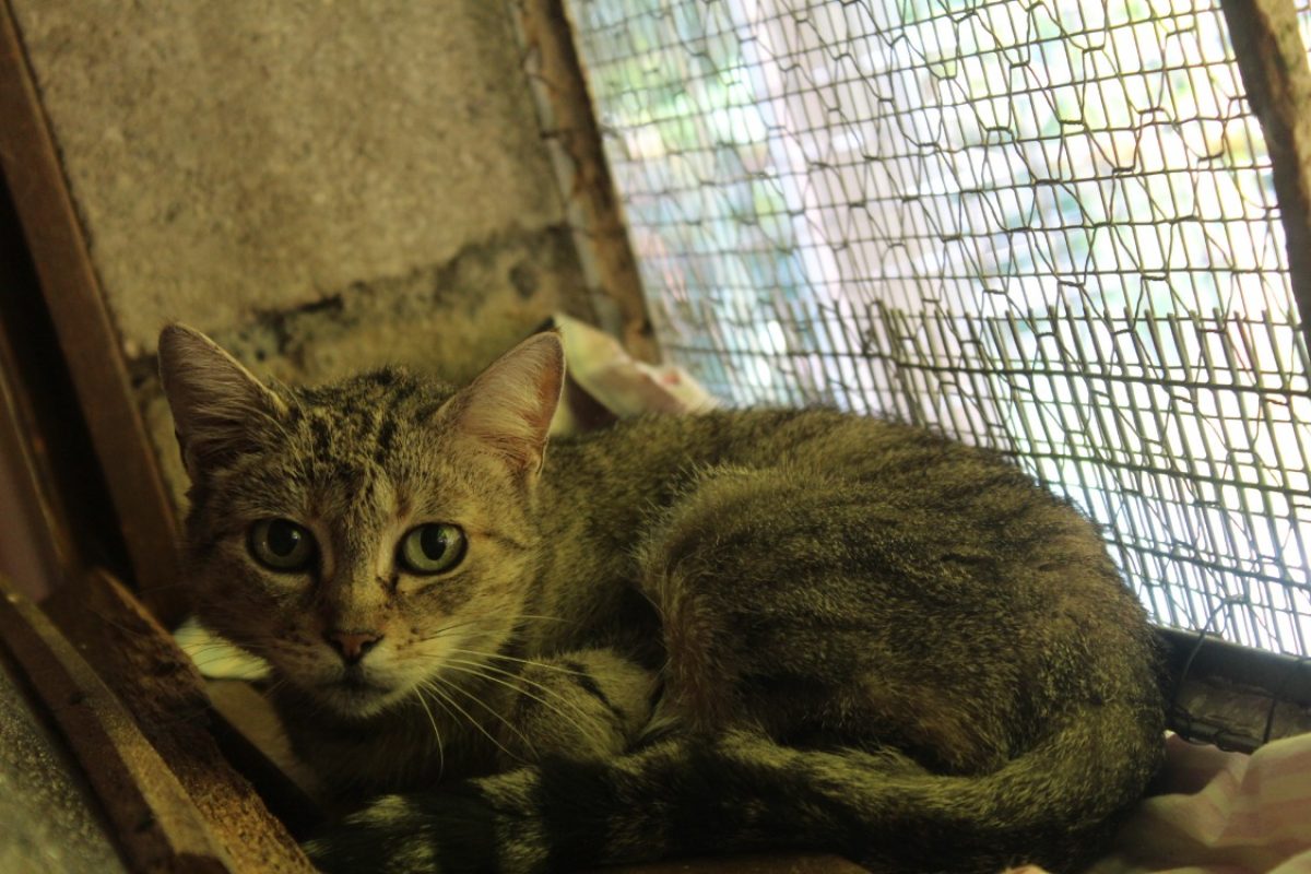 Boulette dit badette - Chat Européen à adopter - photo 2