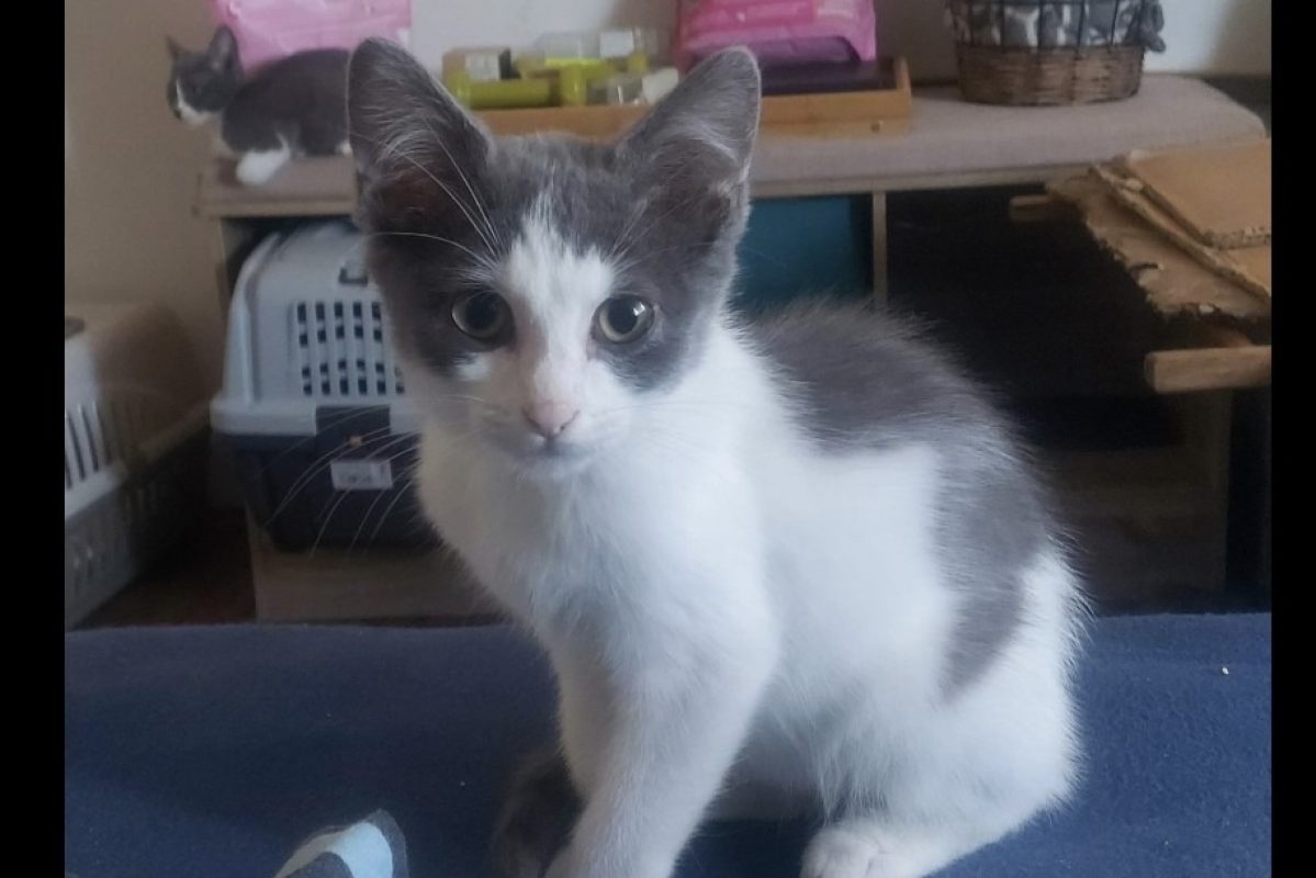 Buddy - Chat Européen à adopter