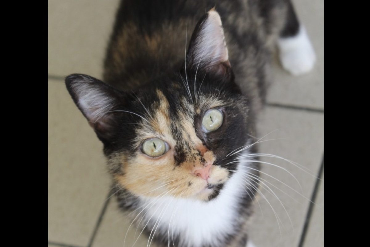 Babibelle - Chat Européen à adopter