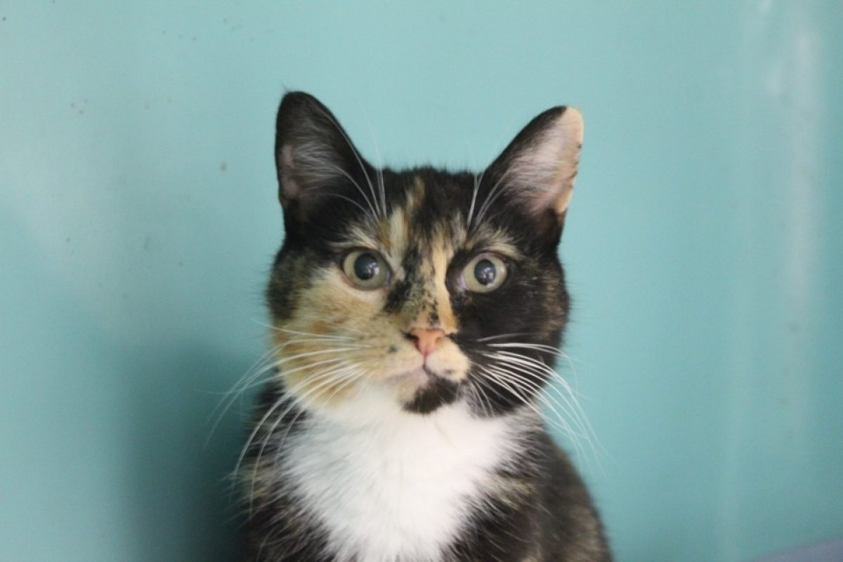 Babibelle - Chat Européen à adopter - photo 2