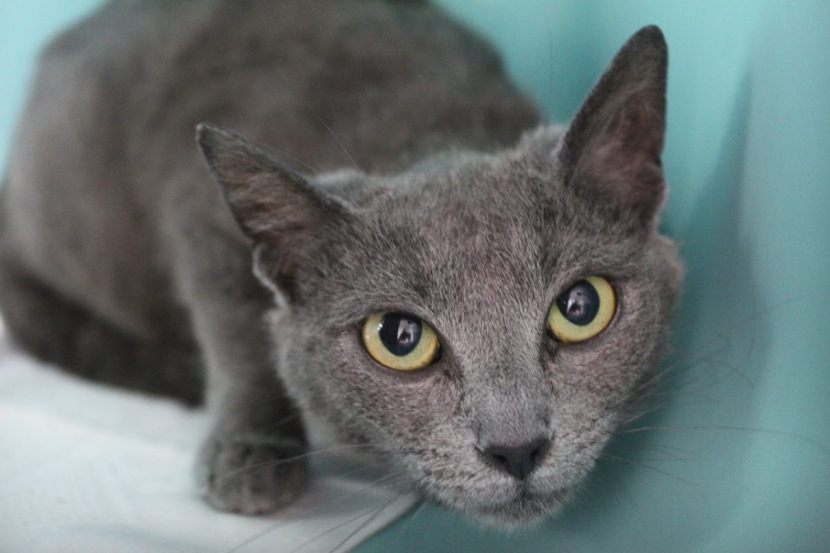 Beurre - Chat Européen à adopter