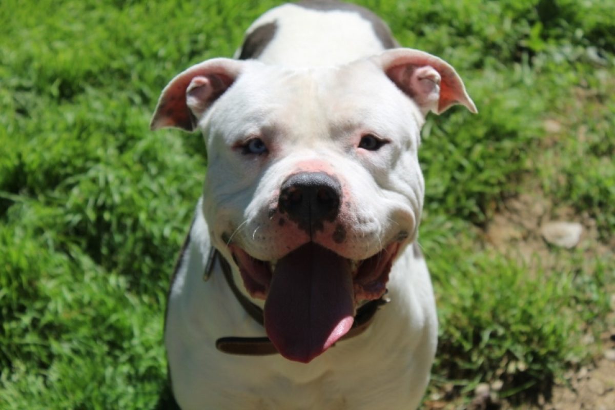 Zion - Chien Bouledogue Américain à adopter