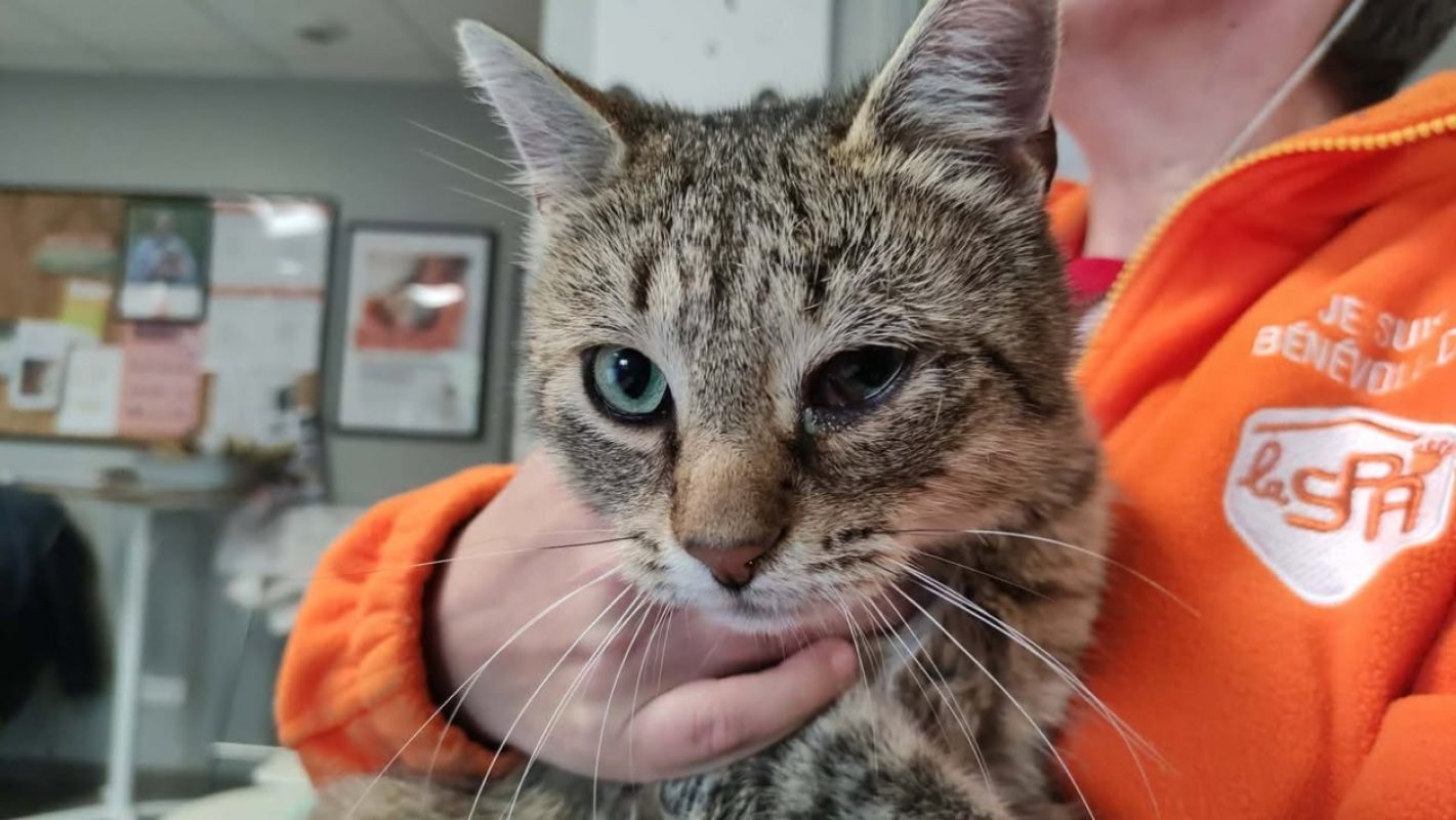 Winston - Chat Européen à adopter