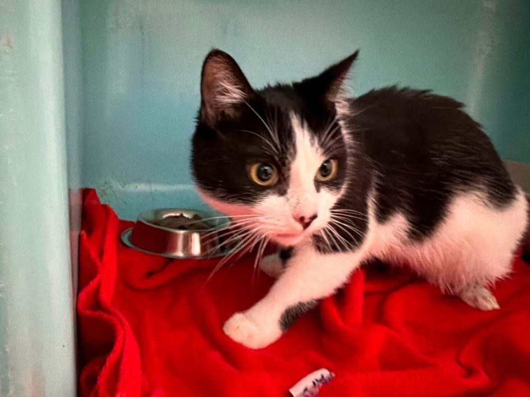 Lili - Chat Européen à adopter
